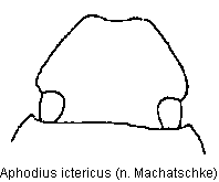 aphodius_ictericus_k.gif