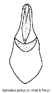 aphodius_pictus.gif