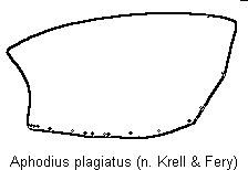 aphodius_plagiatus_hsch.gif