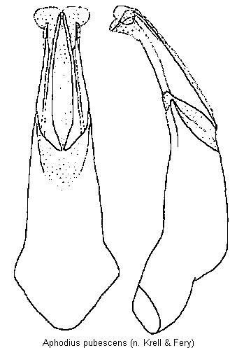 aphodius_pubescens.gif