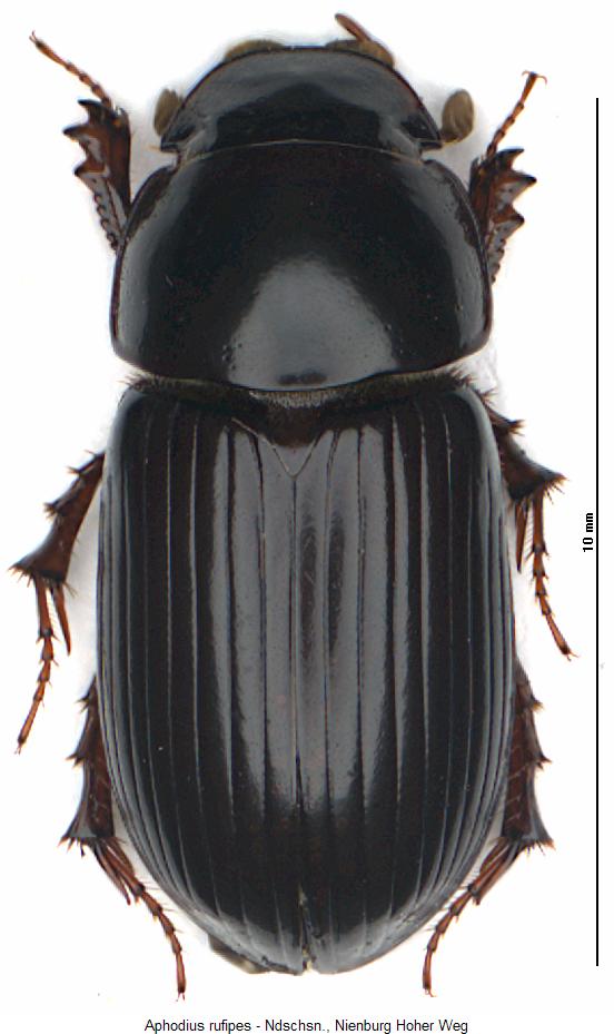 aphodius_rufipes_hab.jpg