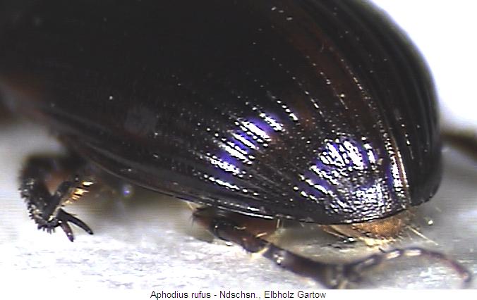 aphodius_rufus_fld.jpg