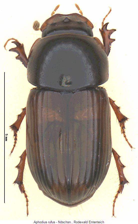 aphodius_rufus_hab.jpg