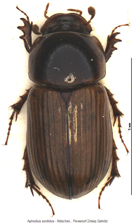 aphodius_sordidus_hab.jpg