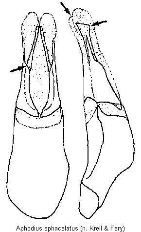 aphodius_sphacelatus.gif