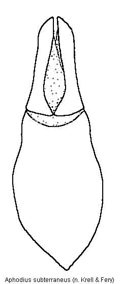 aphodius_subterraneus.gif