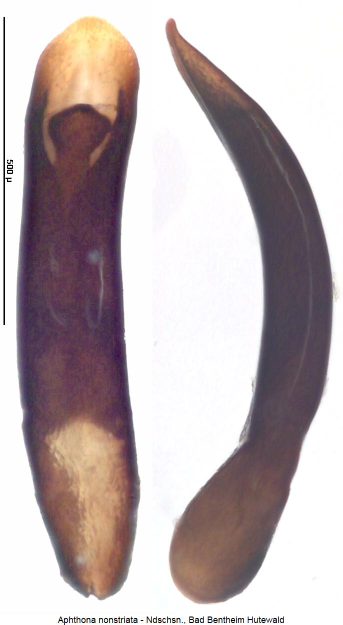 aphthona_nonstriata.jpg
