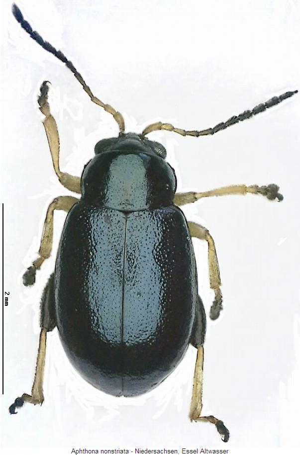 aphthona_nonstriata_hab.jpg