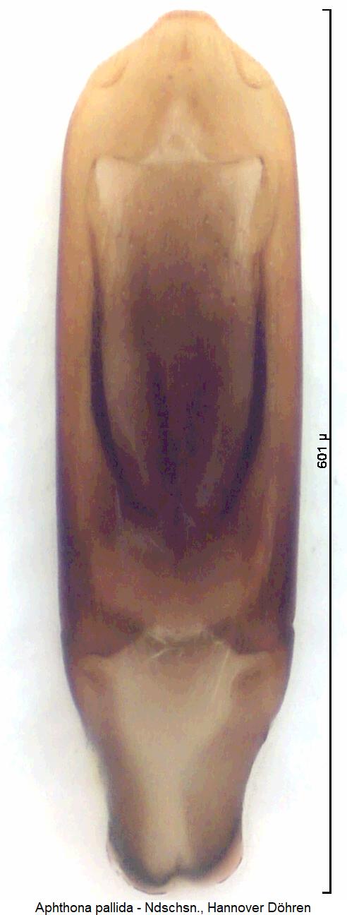 aphthona_pallida.jpg
