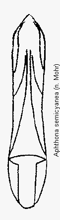 aphthona_semicyanea.gif