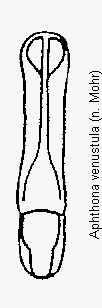 aphthona_venustula.gif
