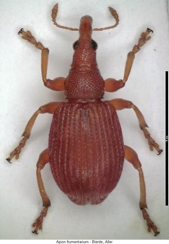 apion_frumentarium_hab.jpg