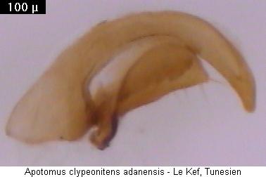 apotomus_adanensis.jpg