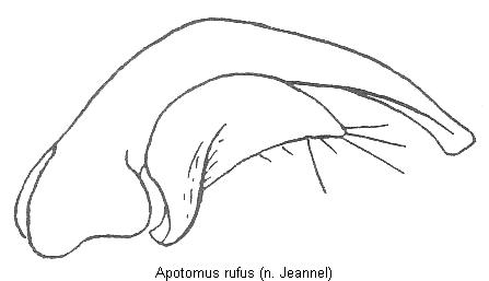 apotomus_rufus.jpg