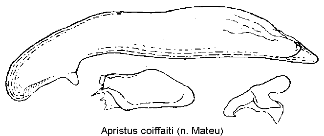 apristus_coiffaiti2.gif