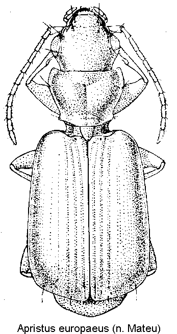 apristus_europaeus_hab.gif