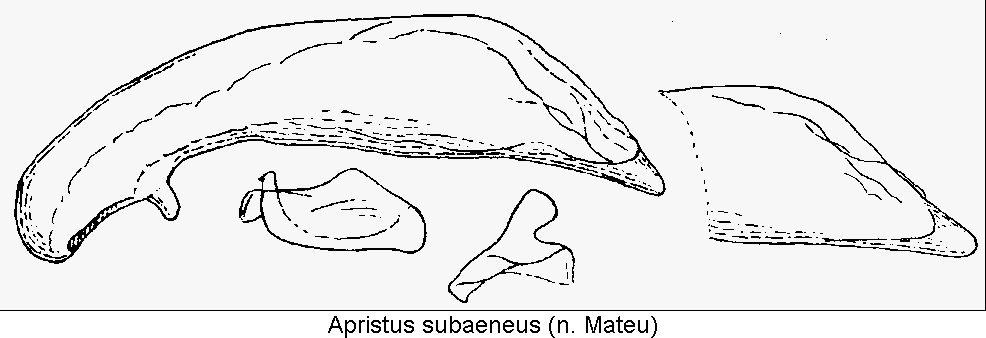 apristus_subaeneus2.gif