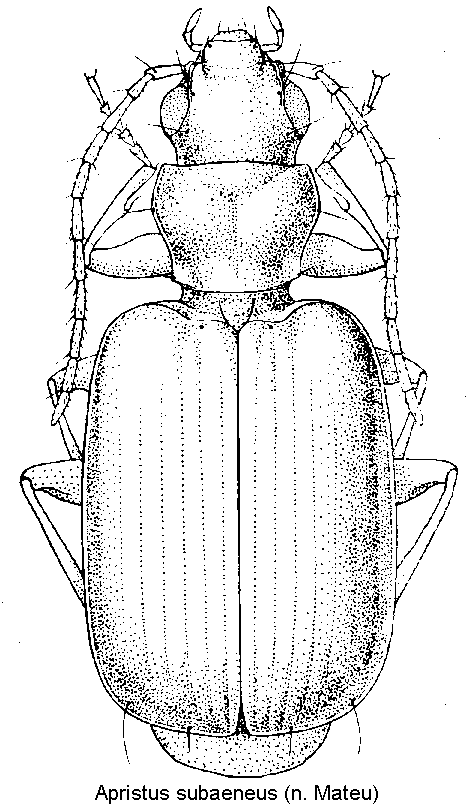 apristus_subaeneus_hab.gif