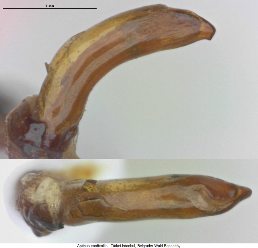 aptinus_cordicollis.jpg