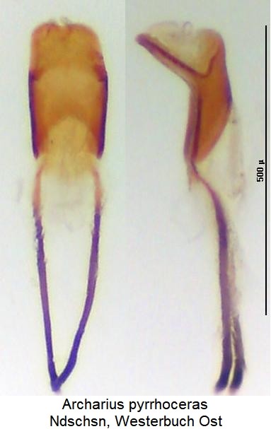 archarius_pyrrhoceras.jpg