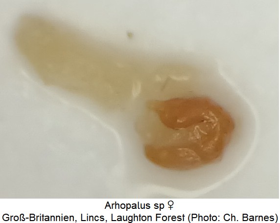 arhopalus_sp_w_sperm.jpg
