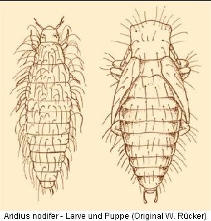 aridius_nodifer_larve.jpg