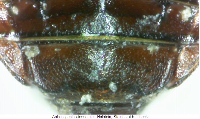 arrhenopeplus_tesserula_hlb.jpg