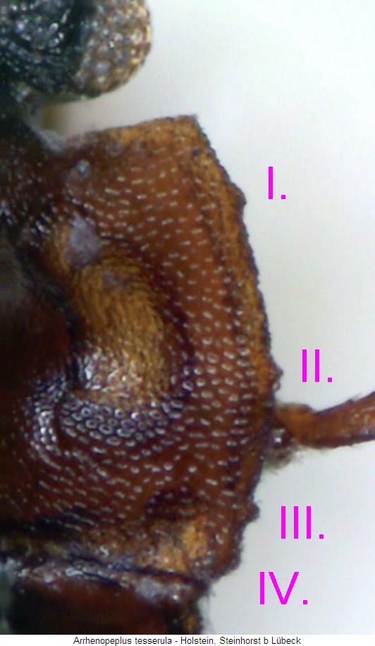 arrhenopeplus_tesserula_hsch.jpg
