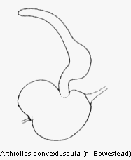 arthrolips_convexiuscula_sperm.gif