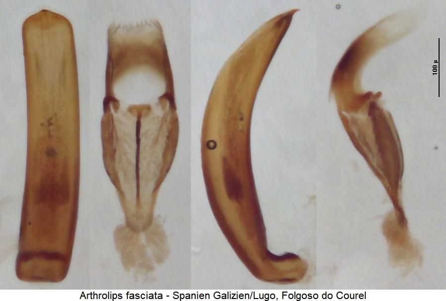 arthrolips_fasciata.jpg