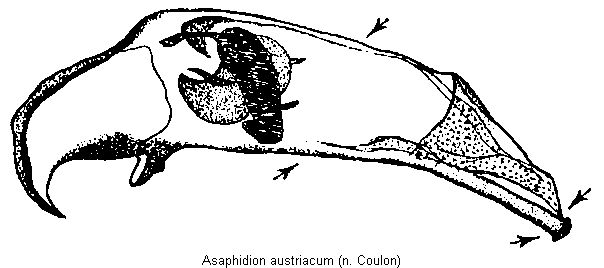 asaphidion_austriacum3.gif