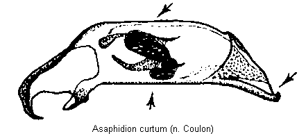 asaphidion_curtum3.gif