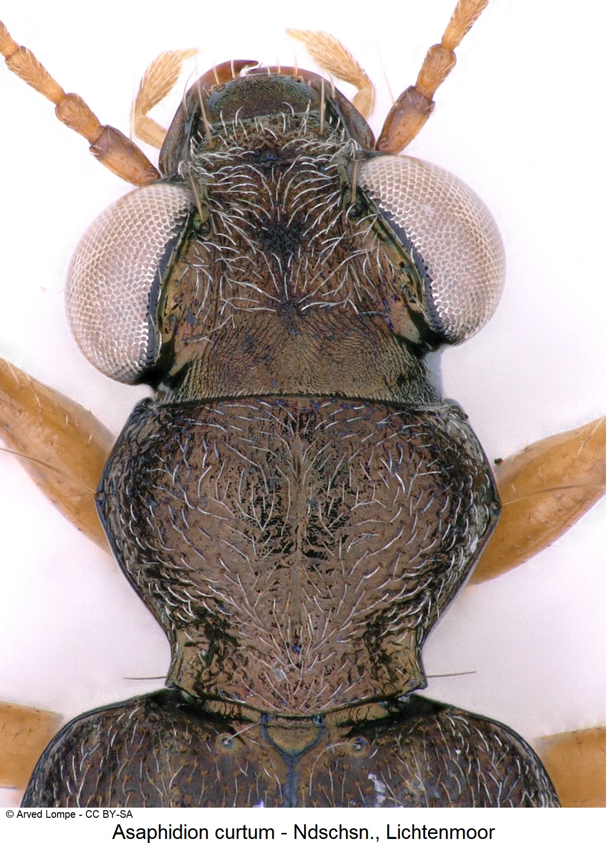 asaphidion_curtum_ck20438_vk.jpg