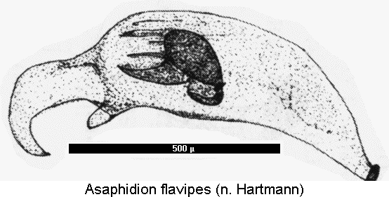 asaphidion_flavipes2.gif