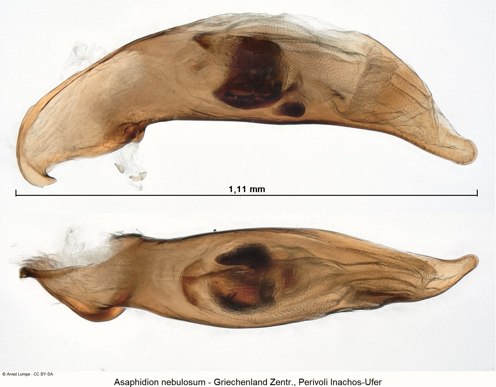 asaphidion_nebulosum_ck30824305.jpg