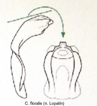 asionus_floralis_aed.jpg