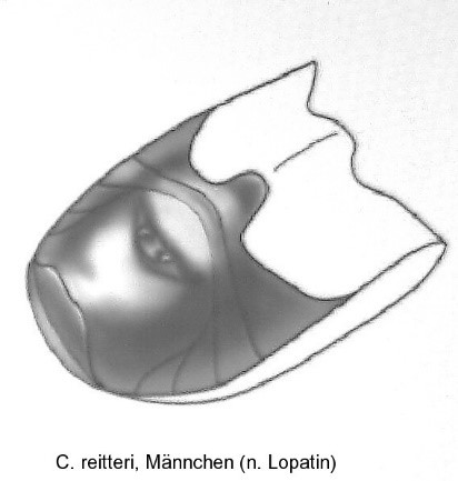asionus_reitteri_abd.jpg