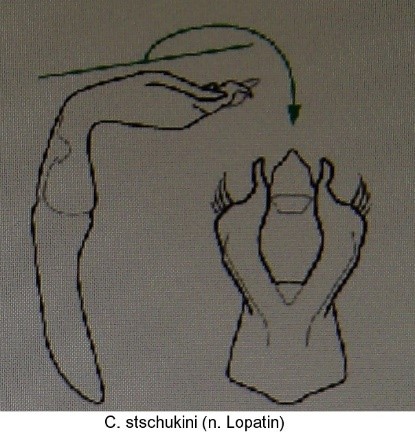 asionus_stschukini_aed.jpg