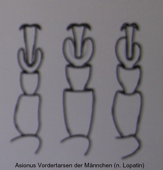 asionus_vordertarsen.jpg