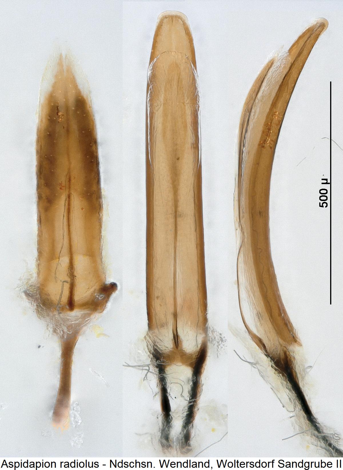 aspidapion_radiolus1.jpg