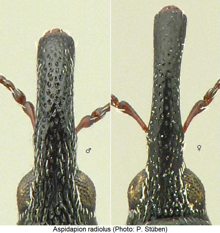 aspidapion_radiolus_k.jpg