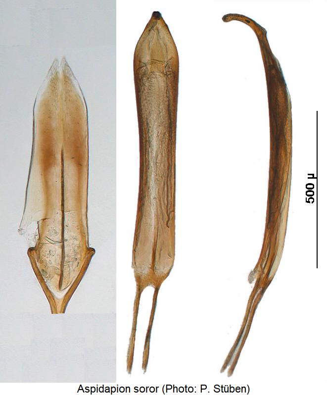 aspidapion_soror.jpg