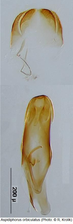 aspidiphorus_orbiculatus.jpg