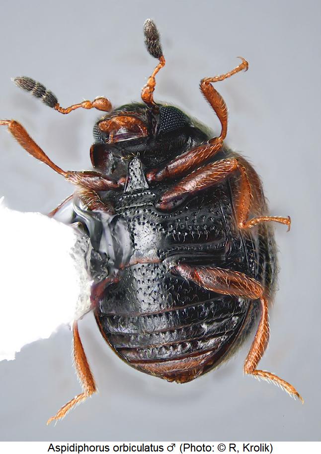 aspidiphorus_orbiculatus_us.jpg