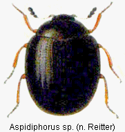 aspidiphorus_sp_rtt.gif
