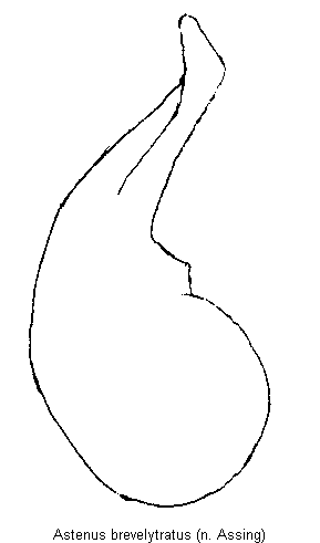 astenus_brevelytratus1.gif