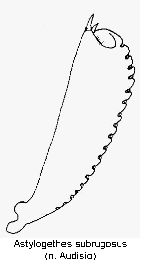 astylogethes_subrugosus_vschn1.gif