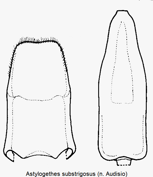 astylogethes_substrigosus.gif