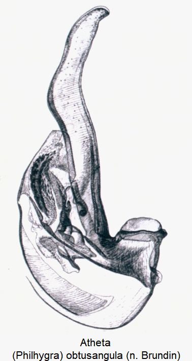 atheta_-philhygra-_obtusangula.gif
