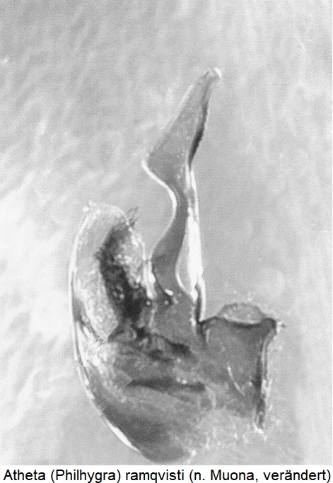 atheta_-philhygra-_ramqvisti.jpg